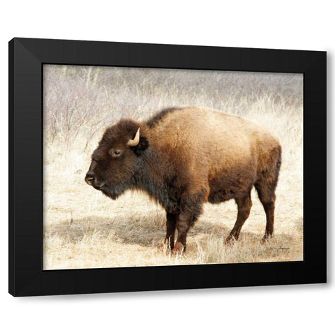 American Bison III Black Modern Wood Framed Art Print by Van Swearingen, Debra