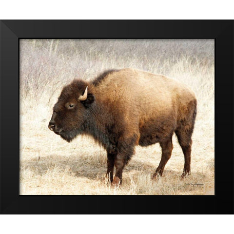 American Bison III Black Modern Wood Framed Art Print by Van Swearingen, Debra