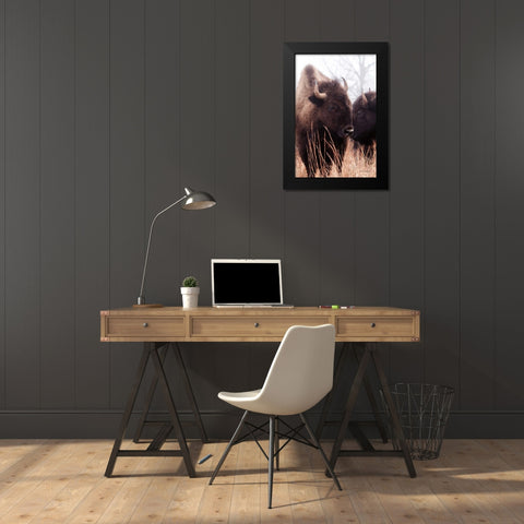 American Bison VI Black Modern Wood Framed Art Print by Van Swearingen, Debra