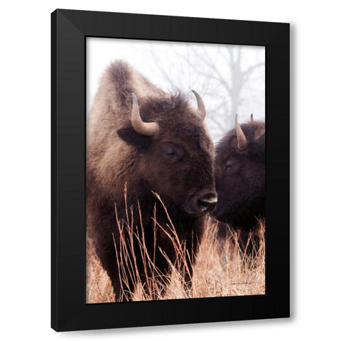 American Bison VI Black Modern Wood Framed Art Print with Double Matting by Van Swearingen, Debra