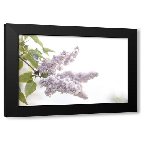 Pale Lilacs I Black Modern Wood Framed Art Print with Double Matting by Schlabach, Sue