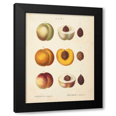 Peaches I Black Modern Wood Framed Art Print with Double Matting by Wild Apple Portfolio