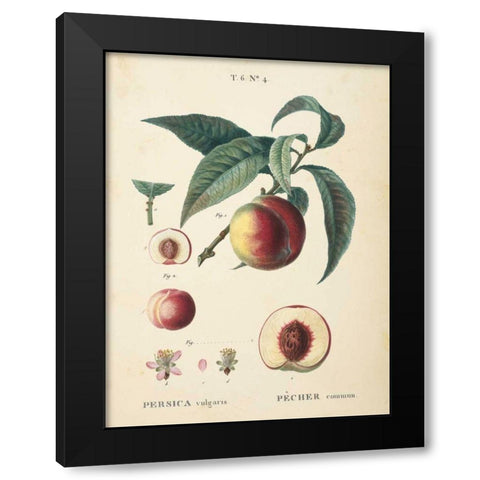 Peaches II Black Modern Wood Framed Art Print with Double Matting by Wild Apple Portfolio