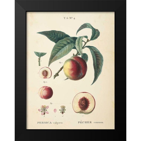 Peaches II Black Modern Wood Framed Art Print by Wild Apple Portfolio