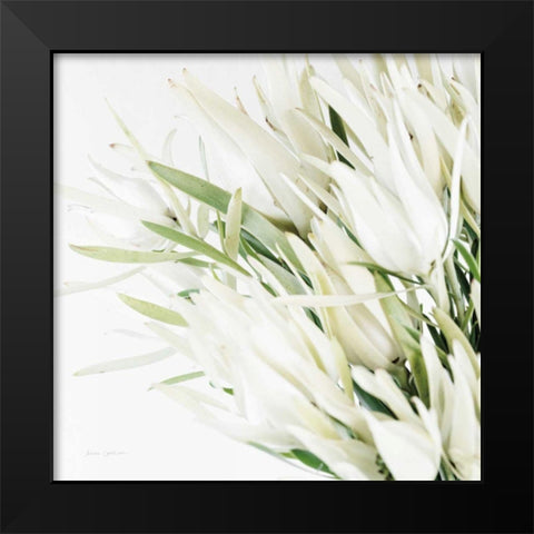Leucadendron Oasis Crop Black Modern Wood Framed Art Print by Catterall, Elise