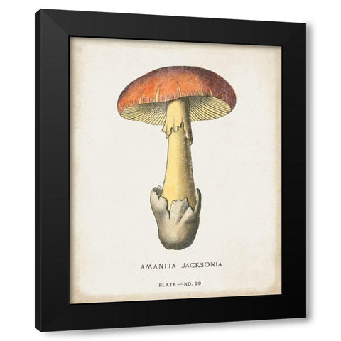 Mushroom Study IV Black Modern Wood Framed Art Print by Wild Apple Portfolio