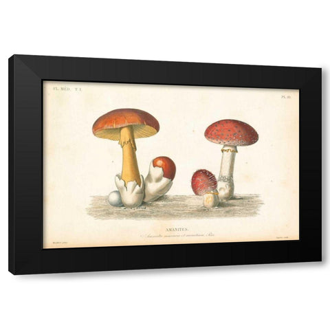 French Mushrooms I Black Modern Wood Framed Art Print by Wild Apple Portfolio