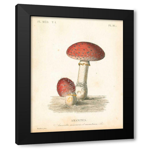 French Mushrooms III Black Modern Wood Framed Art Print by Wild Apple Portfolio