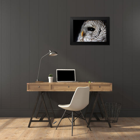 Barred Owl Portrait Black Modern Wood Framed Art Print by Larson, Nathan