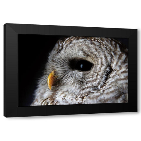 Barred Owl Portrait Black Modern Wood Framed Art Print with Double Matting by Larson, Nathan