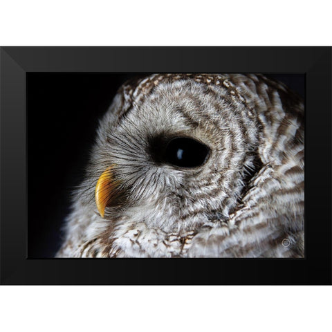 Barred Owl Portrait Black Modern Wood Framed Art Print by Larson, Nathan