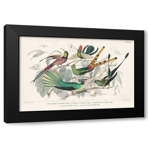 Hummingbirds Chart Black Modern Wood Framed Art Print with Double Matting by Wild Apple Portfolio