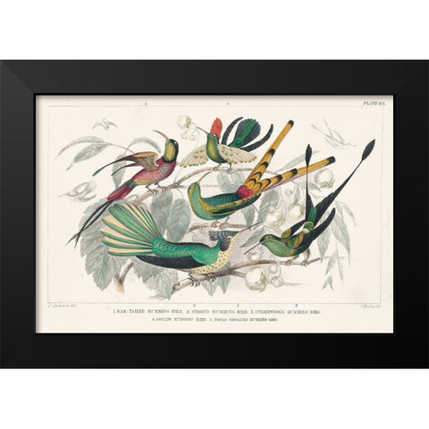 Hummingbirds Chart Black Modern Wood Framed Art Print by Wild Apple Portfolio