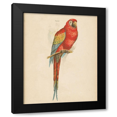 Parrot Study Black Modern Wood Framed Art Print with Double Matting by Wild Apple Portfolio