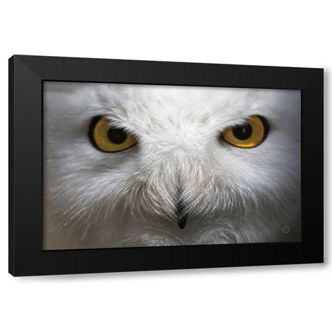 Snowy Owl Stare Black Modern Wood Framed Art Print by Larson, Nathan