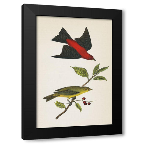 Scarlet Tanager Bright Black Modern Wood Framed Art Print by Wild Apple Portfolio