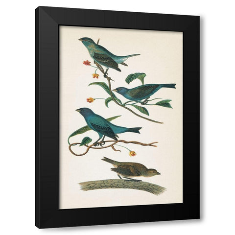 Indigo Bunting Bright Black Modern Wood Framed Art Print by Wild Apple Portfolio