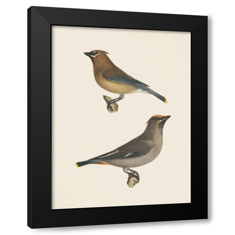 Cedar Waxwings Bright Black Modern Wood Framed Art Print by Wild Apple Portfolio