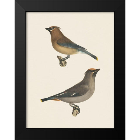 Cedar Waxwings Bright Black Modern Wood Framed Art Print by Wild Apple Portfolio