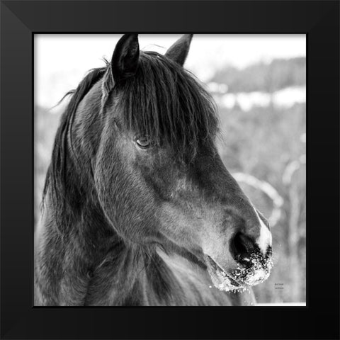 Winter Horse I Black Modern Wood Framed Art Print by Larson, Nathan