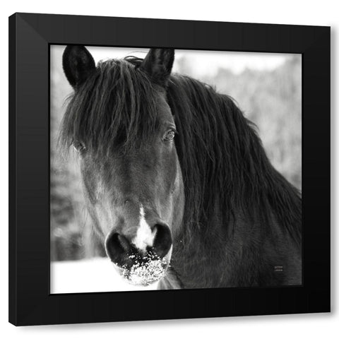 Winter Horse II Black Modern Wood Framed Art Print by Larson, Nathan