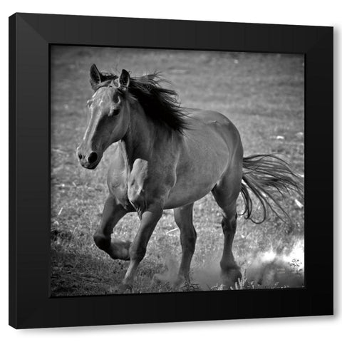 Horse Runner Black Modern Wood Framed Art Print with Double Matting by Larson, Nathan