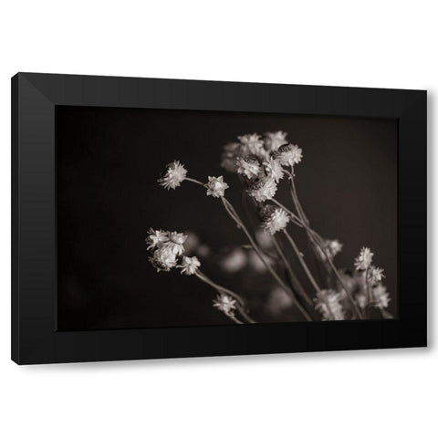 Daisy Study Black Modern Wood Framed Art Print with Double Matting by Larson, Nathan