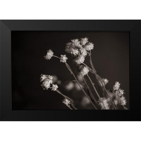 Daisy Study Black Modern Wood Framed Art Print by Larson, Nathan