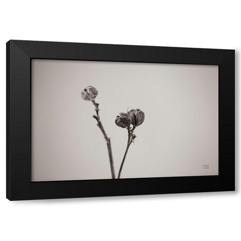 Daylily Pod Study Black Modern Wood Framed Art Print by Larson, Nathan