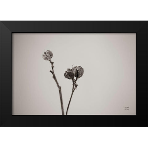 Daylily Pod Study Black Modern Wood Framed Art Print by Larson, Nathan