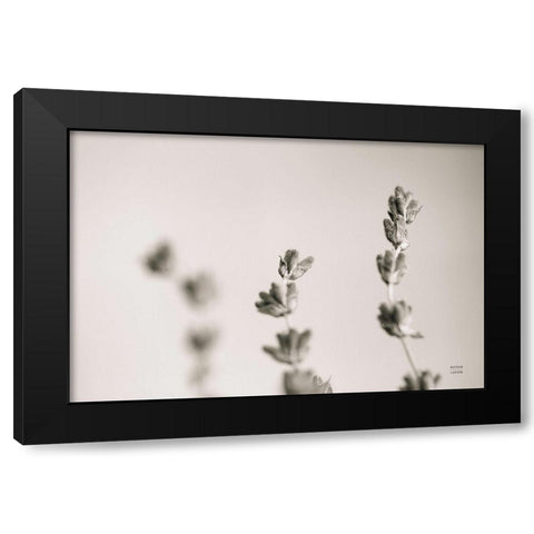 Lavender Study Black Modern Wood Framed Art Print with Double Matting by Larson, Nathan