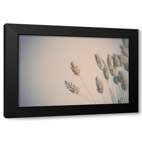 Dried Grass Study Black Modern Wood Framed Art Print by Larson, Nathan