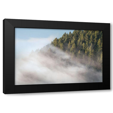 Fog and Forest I Black Modern Wood Framed Art Print with Double Matting by Majchrowicz, Alan