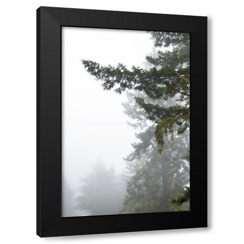 Majestic Pines II Black Modern Wood Framed Art Print by Van Swearingen, Debra
