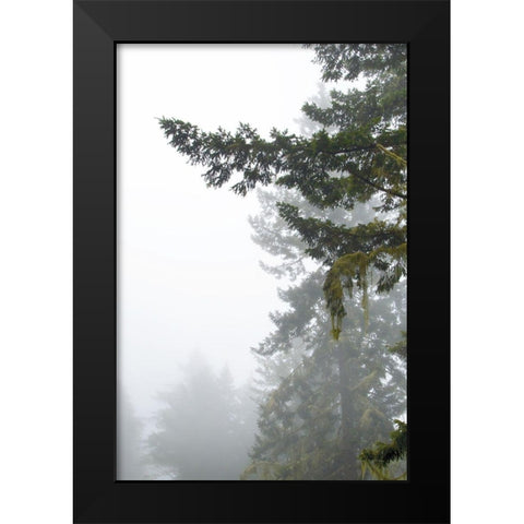 Majestic Pines II Black Modern Wood Framed Art Print by Van Swearingen, Debra