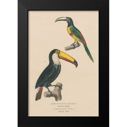 Toucan Study Black Modern Wood Framed Art Print by Wild Apple Portfolio