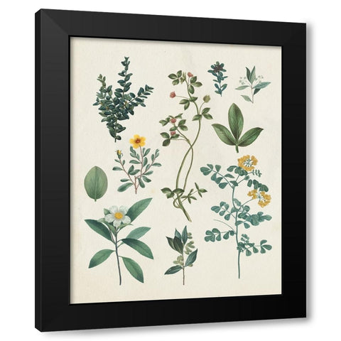 Victorian Garden V Light Black Modern Wood Framed Art Print by Portfolio, Wild Apple