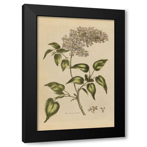 Herbal Botanical I Crop II Black Modern Wood Framed Art Print by Wild Apple Portfolio