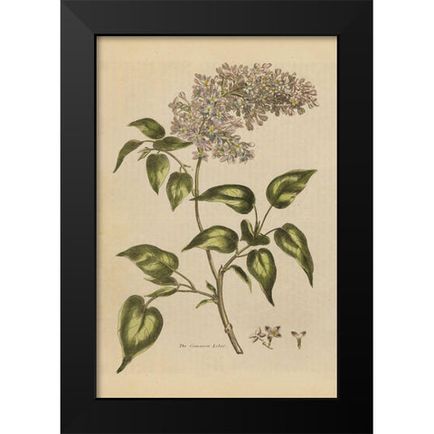 Herbal Botanical I Crop II Black Modern Wood Framed Art Print by Wild Apple Portfolio
