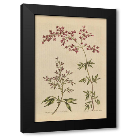 Herbal Botanical I Crop III Black Modern Wood Framed Art Print by Wild Apple Portfolio