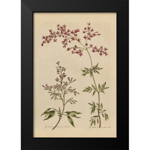 Herbal Botanical I Crop III Black Modern Wood Framed Art Print by Wild Apple Portfolio
