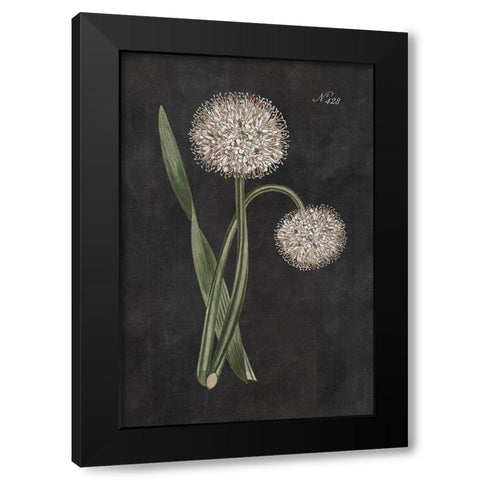 Allium II on Black Black Modern Wood Framed Art Print with Double Matting by Wild Apple Portfolio