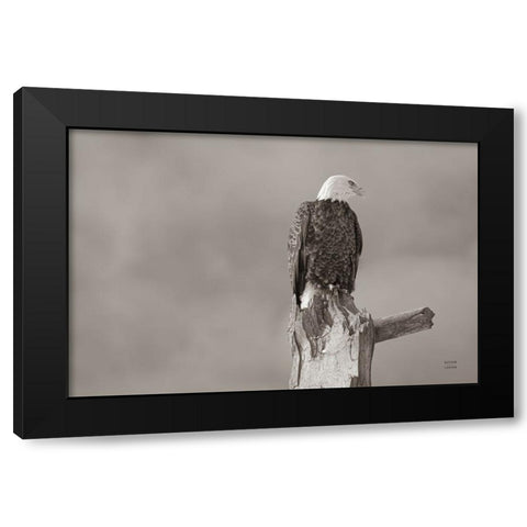 Eagle Perch Black Modern Wood Framed Art Print with Double Matting by Larson, Nathan