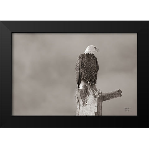 Eagle Perch Black Modern Wood Framed Art Print by Larson, Nathan