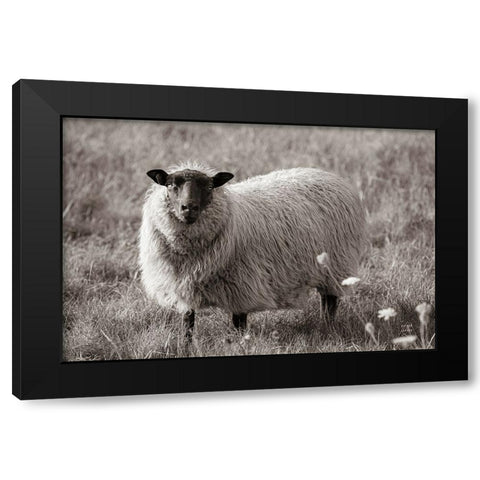 Sepia Sheep Black Modern Wood Framed Art Print by Larson, Nathan