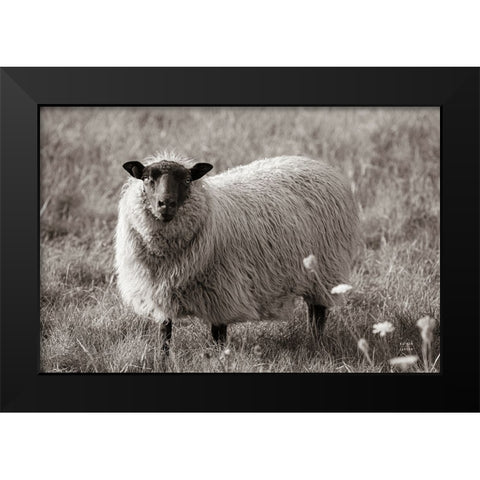 Sepia Sheep Black Modern Wood Framed Art Print by Larson, Nathan