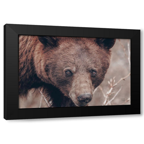 Bear Portrait Black Modern Wood Framed Art Print by Larson, Nathan