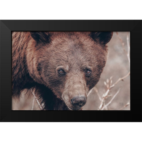 Bear Portrait Black Modern Wood Framed Art Print by Larson, Nathan