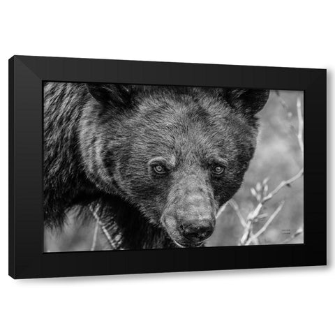 Bear Portrait BW Black Modern Wood Framed Art Print with Double Matting by Larson, Nathan