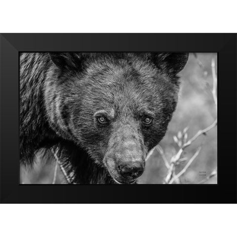 Bear Portrait BW Black Modern Wood Framed Art Print by Larson, Nathan